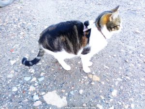 Shiva in Puerto Motril - Granada – Spain