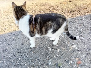 Shiva in Puerto Motril - Granada – Spain