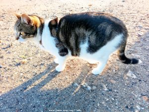 Shiva in Puerto Motril - Granada – Spain