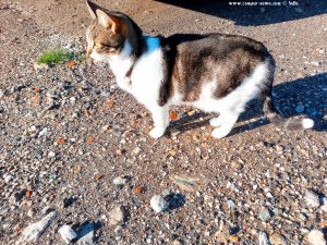 Shiva in Puerto Motril - Granada – Spain