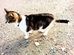 Shiva in Puerto Motril - Granada – Spain