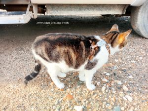 Shiva in Puerto Motril - Granada – Spain