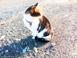 Shiva in Puerto Motril - Granada – Spain