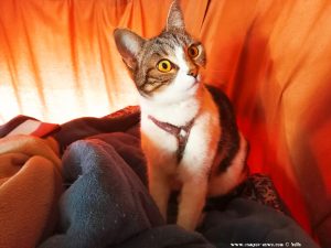 Shiva in Puerto Motril - Granada – Spain