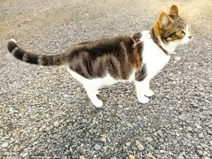 Shiva in Puerto Motril - Granada – Spain