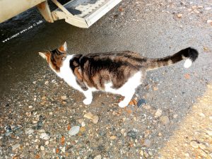 Shiva in Puerto Motril - Granada – Spain