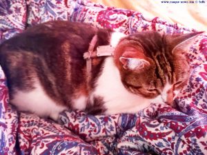 Shiva in Puerto Motril - Granada – Spain