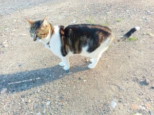 Shiva in Puerto Motril - Granada – Spain