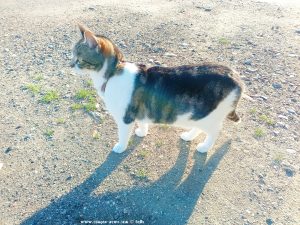 Shiva in Puerto Motril - Granada – Spain