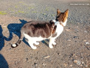 Shiva in Puerto Motril - Granada – Spain