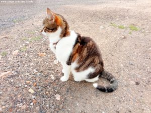 Shiva in Puerto Motril - Granada – Spain