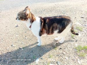 Shiva in Puerto Motril - Granada – Spain