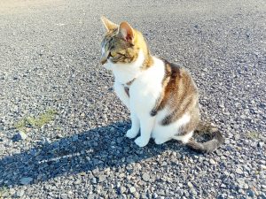 Shiva in Puerto Motril - Granada – Spain