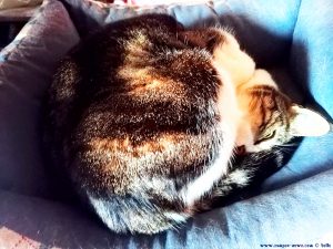 Shiva in Puerto Motril - Granada – Spain