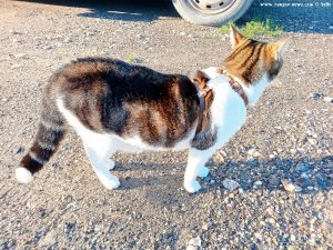 Shiva in Puerto Motril - Granada – Spain
