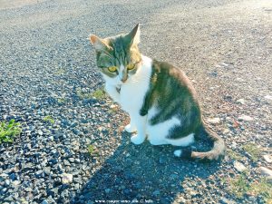 Shiva in Puerto Motril - Granada – Spain