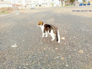 Shiva in Puerto Motril - Granada – Spain