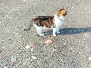 Shiva in Puerto Motril - Granada – Spain