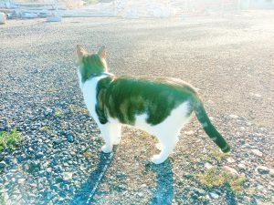 Shiva in Puerto Motril - Granada – Spain