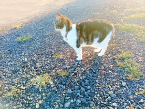 Shiva in Puerto Motril - Granada – Spain