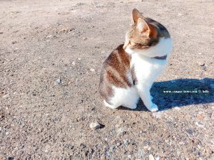 Shiva in Puerto Motril - Granada – Spain