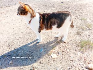 Shiva in Puerto Motril - Granada – Spain