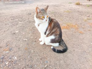 Shiva in Puerto Motril - Granada – Spain