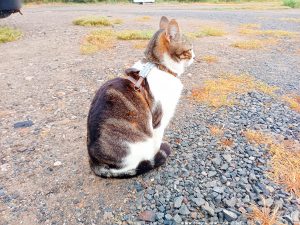 Shiva in Puerto Motril - Granada – Spain