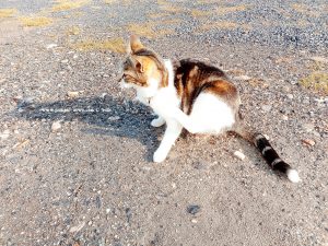 Shiva in Puerto Motril - Granada – Spain