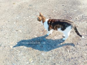 Shiva in Puerto Motril - Granada – Spain
