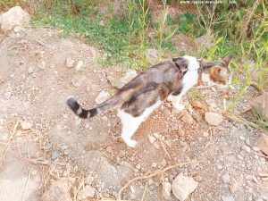 Shiva in Puerto Motril - Granada – Spain