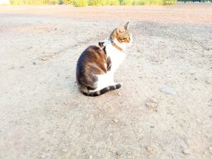 Shiva in Puerto Motril - Granada – Spain