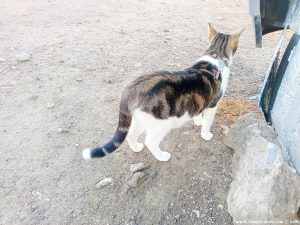 Shiva in Puerto Motril - Granada – Spain