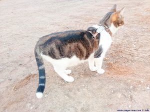 Shiva in Puerto Motril - Granada – Spain