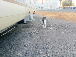 Shiva in Puerto Motril - Granada – Spain