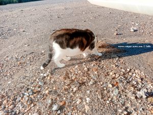 Shiva in Puerto Motril - Granada – Spain